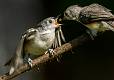 Kirms Photography Tufted Titmouse-1